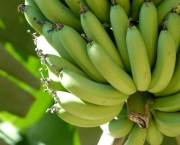Banana Prata Prende O Intestino (2)