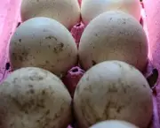 Benefícios do Ovo de Perua (8)