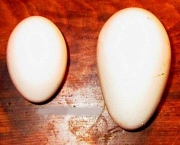 Ovo de Guiné - Benefícios (9)
