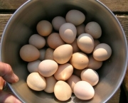 Ovo de Guiné - Benefícios (10)