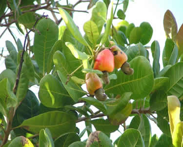 Nova Técnica Usa Bagaço de Fruta Nova Técnica Usa Bagaço de Fruta