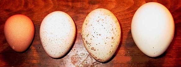 Comparação dos Ovos de Perua e Outas Aves