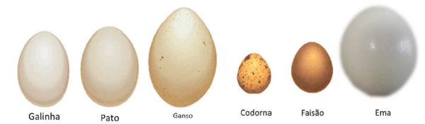 Comparação Entre Ovos de Diversas Aves
