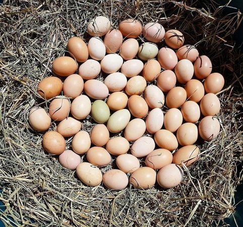 Ovos de Galinha D'Angola
