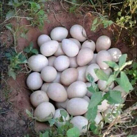 Ovos de Galinhas D'Angola Criadas Soltas