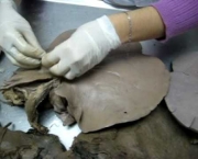 Fígado Suíno Salgado (9)