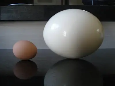 Diferença de Tamanho Entre um Ovo de Galinha e um Ovo de Avestruz
