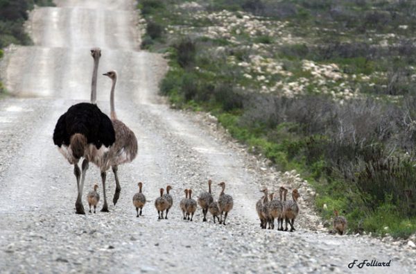 Família de Avestruzes na Estrada